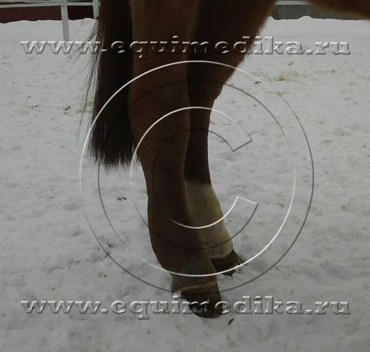 лошадь отек ноги. бурсит скакательного сустава. ноги лошади. грифельные косточки у лошади. отек скакательного сустава у лошади.