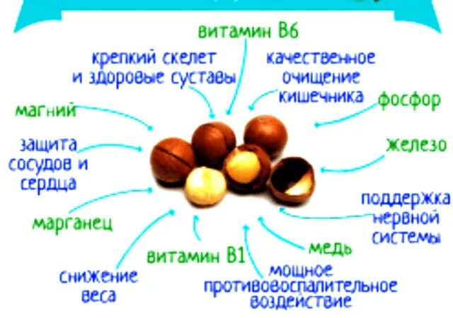 Польза орехов макадамия для женщин