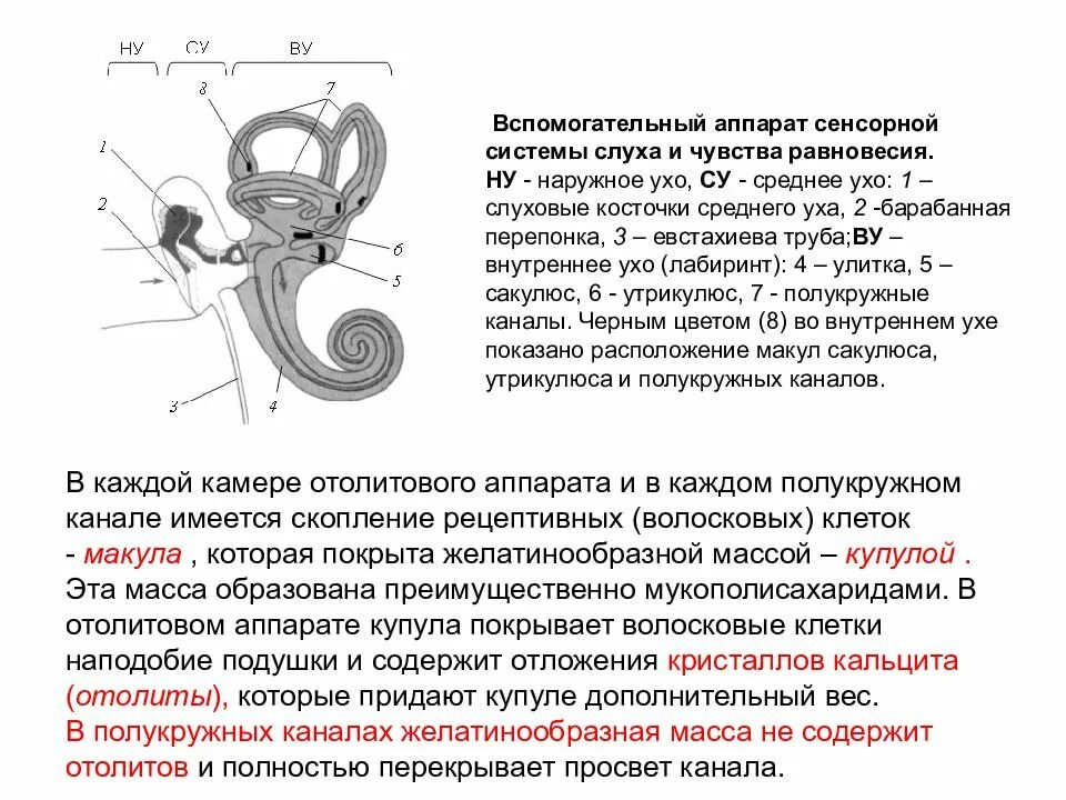 Вестибулярный аппарат кратко. Вестибулярный аппарат отолитовый аппарат. Внутреннее ухо отолитовый аппарат. Сенсорная система вестибулярного аппарата. Вестибулярная сенсорная система строение.