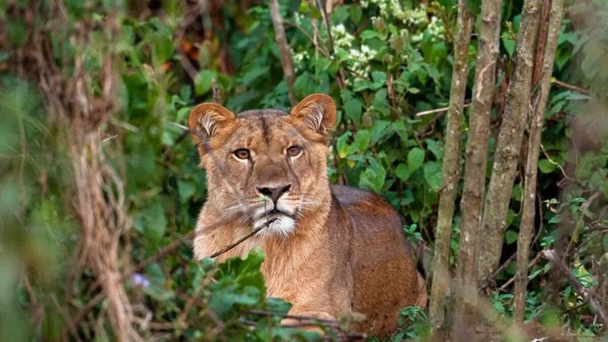 Фауна Эфиопии. Растительный и животный мир Эфиопии. Лев в лесу. In the jungle lion