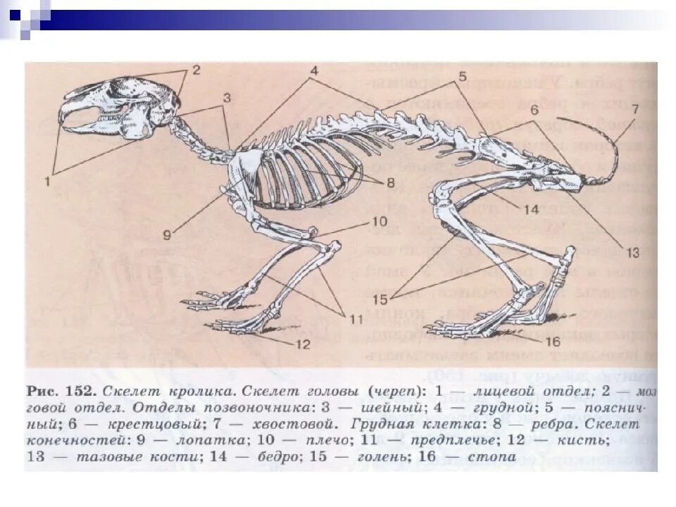 Рис 152 скелет кролика. Скелет кролика описание. Скелет кролика биология 7 класс. Анатомия кролика скелет.