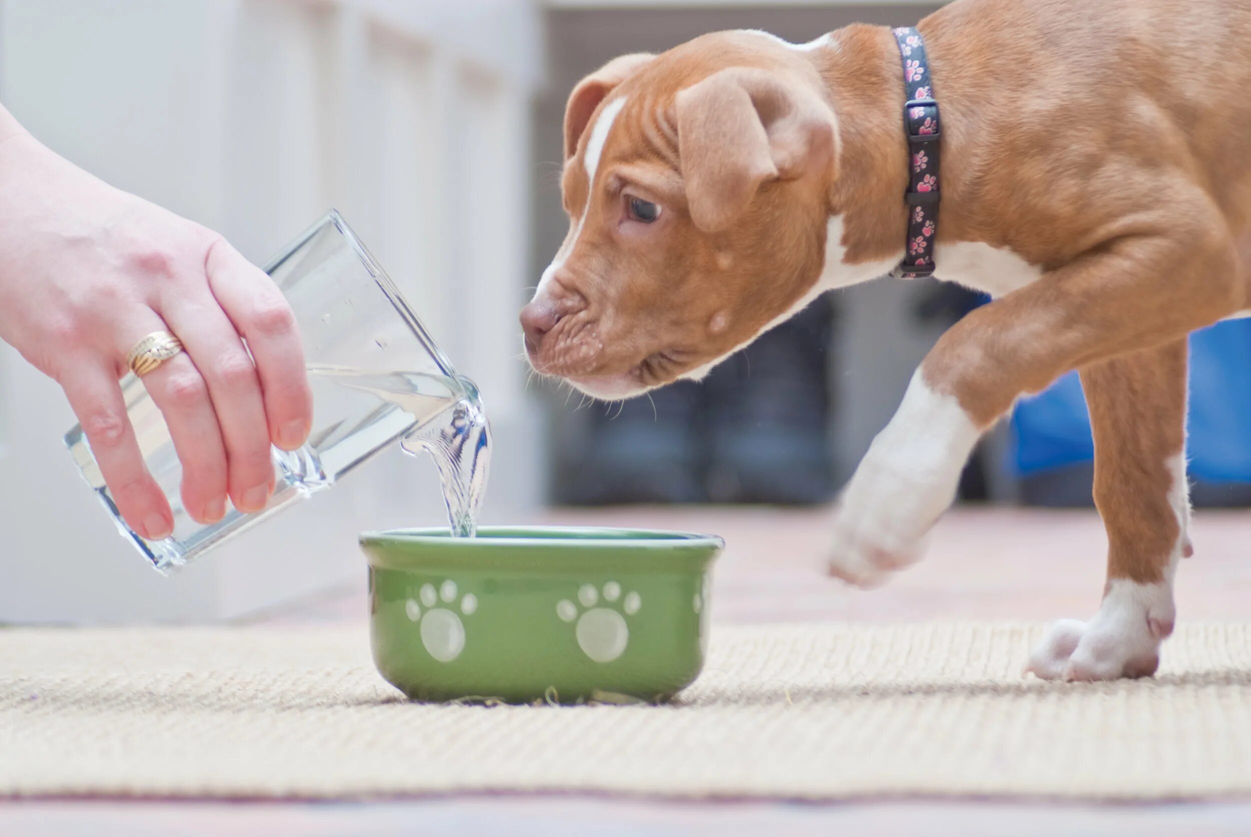 Собака пьет. Вода для животных. Миска с водой для животных. Животное пьет воду. Щенок много пьет