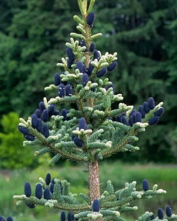 Пихта синяя. Пихта корейская молли. Пихта корейская (р9). Пихта субальпийская аргентеа. Пихта синяя.