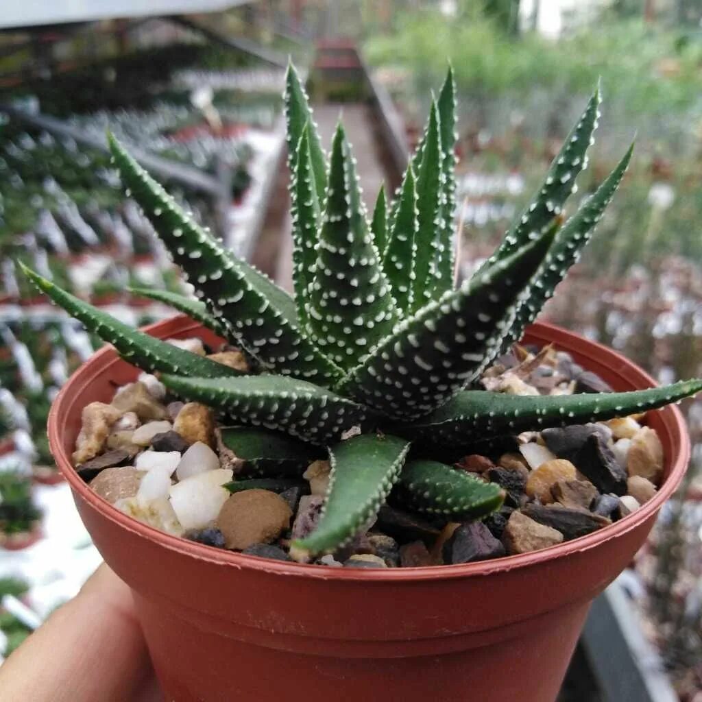 Required Reading: The Plant Recipe Book - Gardenista Succulent arrangements, Zeb
