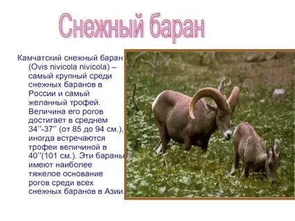Баран сколько жив