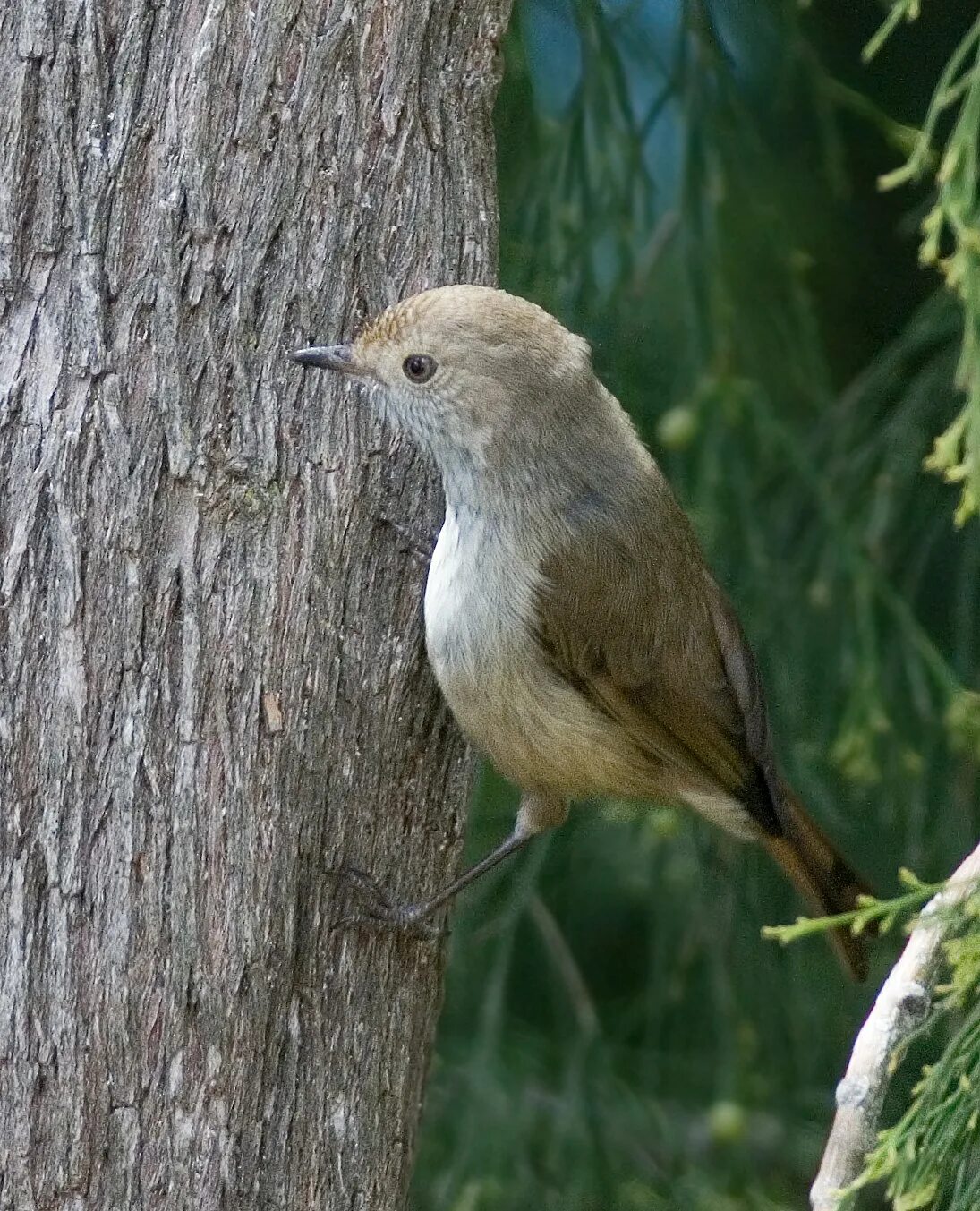 Класс воробьиных. Acanthiza pusilla. Отряд птиц Воробьинообразные. Воробьиные Воробьинообразные. Буропоясничная шипоклювка.