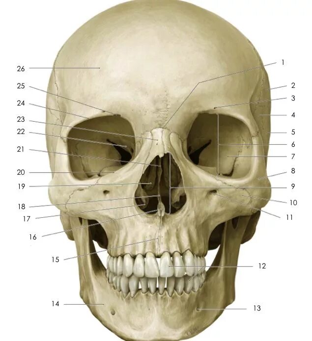 В правом черепе. Черепная коробка анатомия. Norma lateralis череп. Череп Cranium вид спереди. Лицевая норма черепа.