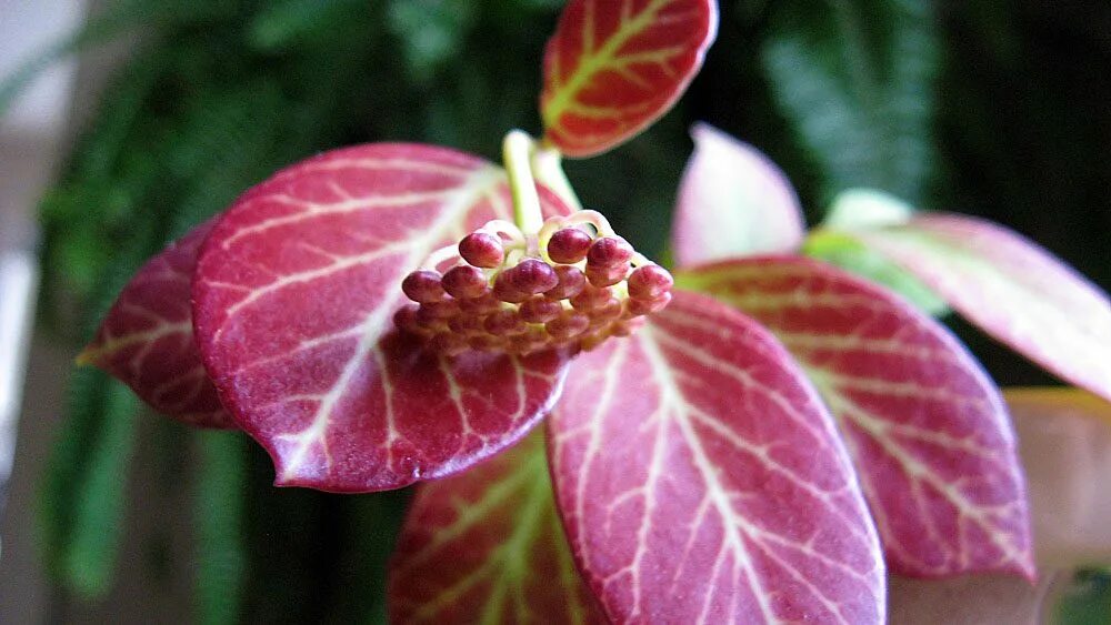 Hoya obscura хойя обскура. Хойя obscura. Хойя obscura. Хойя hoya obscura. Hoya obscura хойя обскура.