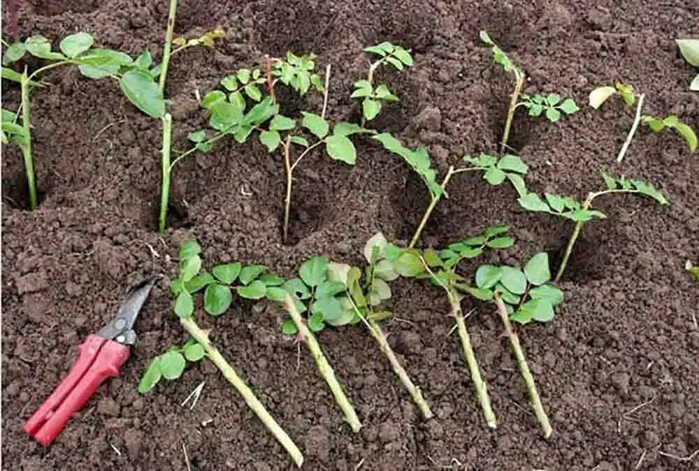 Посадка роз летом в открытый грунт. Черенки кустовой розы. черенок розы флорибунда. черенкование роз. высаживание черенков роз осенью.
