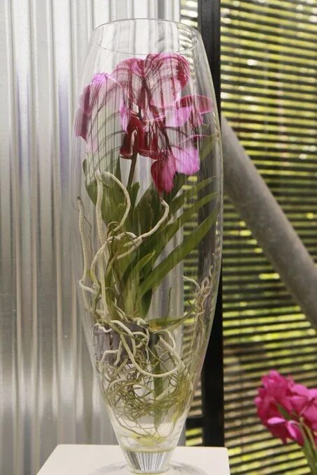 Орхидея без земли. Орхидея в вазе без земли. Орхидеи в стеклянных вазах. Орхидея без грунта в стеклянной вазе.