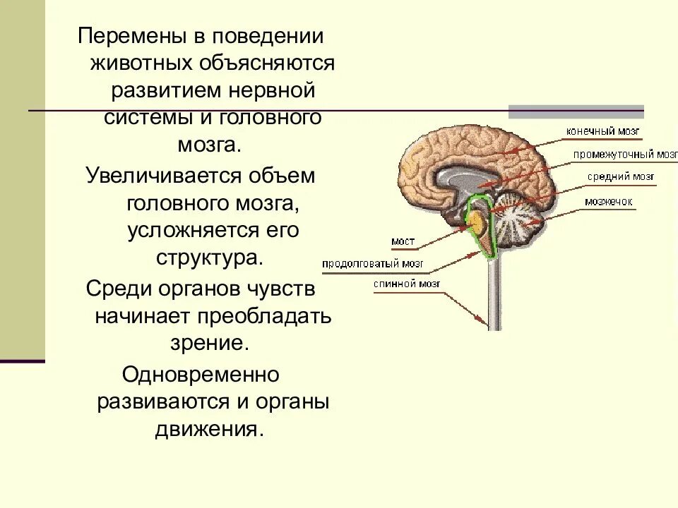 Объем головного мозга. Промежуточный мозг у млекопитающих. функции головного мозга животных. головной мозг собаки строение функции.