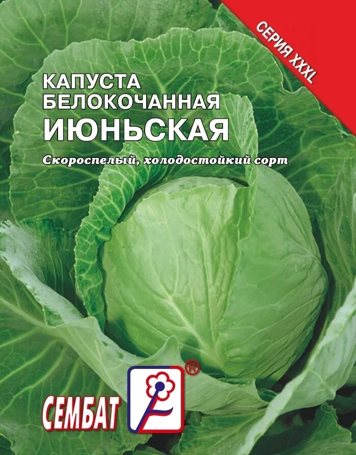 капуста белокочанная ранняя июньская. капуста точка семена алтая. капуста июньская описание. сорт капусты июньская характеристика. капуста июньская описание.