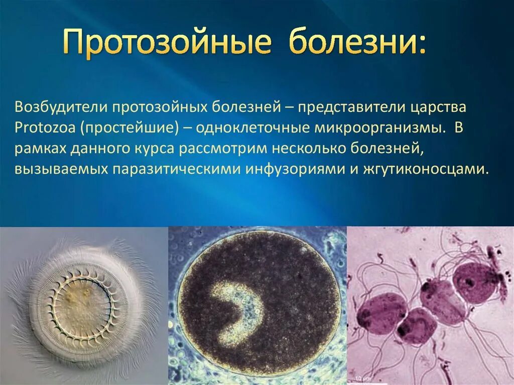 Возбудители протозойных кишечных инфекций. Протозойные кишечные паразиты. Прототозойные заболевания. Инфекции вызванные простейшими