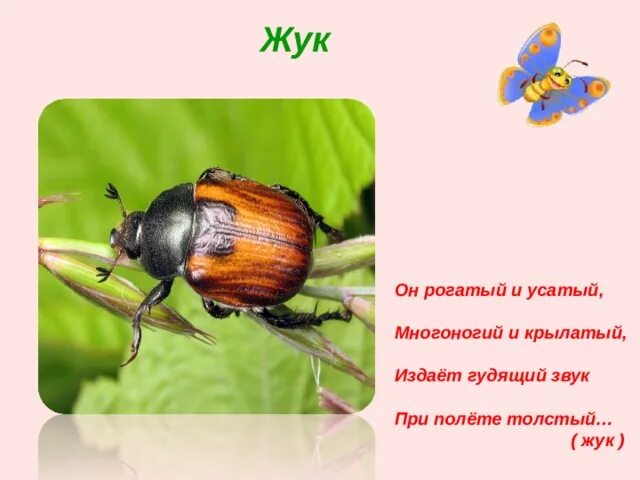 Звук жужжания жука. Жук жужжит. Жужжит ли майский жук. Буква ж жужжит как жук. Жук жужжит предложение.