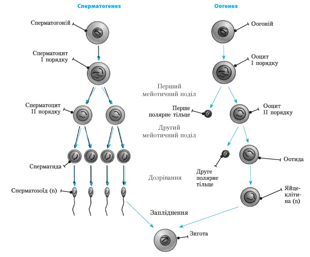Женские половые клетки образуются в процессе. Образование половых клеток гаметогенез таблица. Образование половых клеток сперматогенез. Образование половых клеток гаметогенез схема. Гамет стадии развития половых клеток.