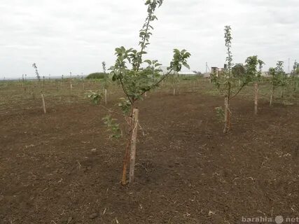 Плодопитомник саженцев