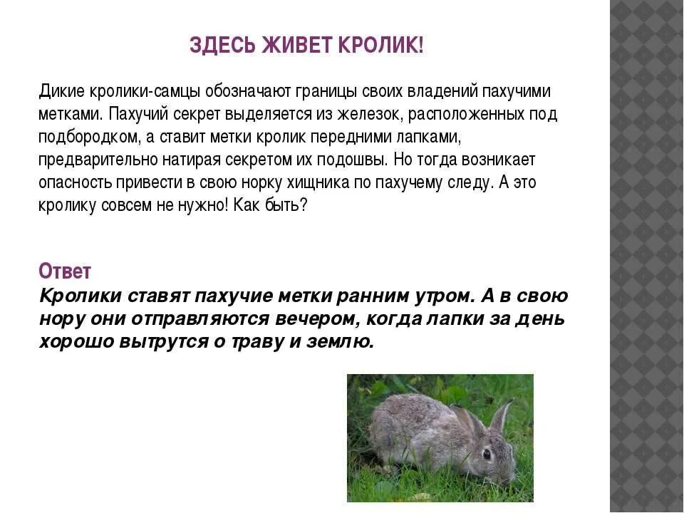 Откуда зайцы взялись. Заяц-русак. Заяц русак фото. Заяц русак беляк толлай. Размножение зайца.