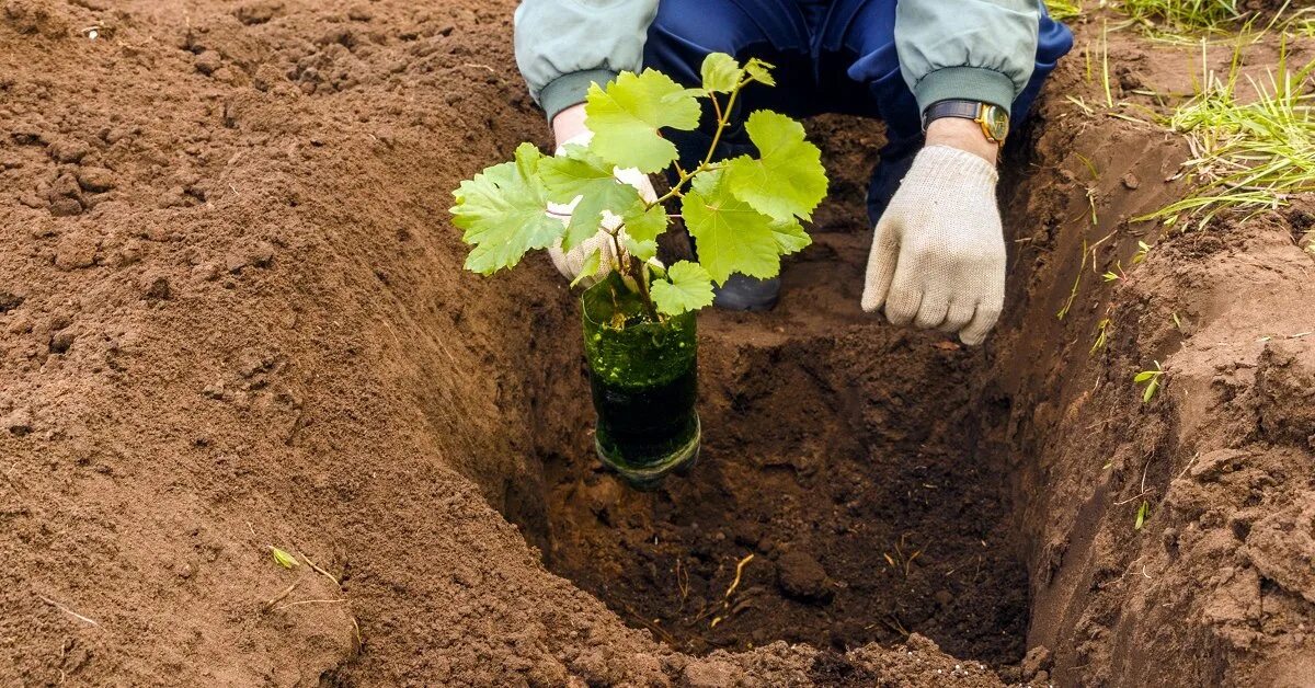 Когда пересаживать виноград в подмосковье. Высаживание винограда. Посадка винограда весной саженцами в открытый грунт. Подготовка почвы для посадки виноградника. Высаживание саженцев винограда весной.