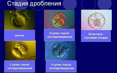 Зигота признаки зародыша