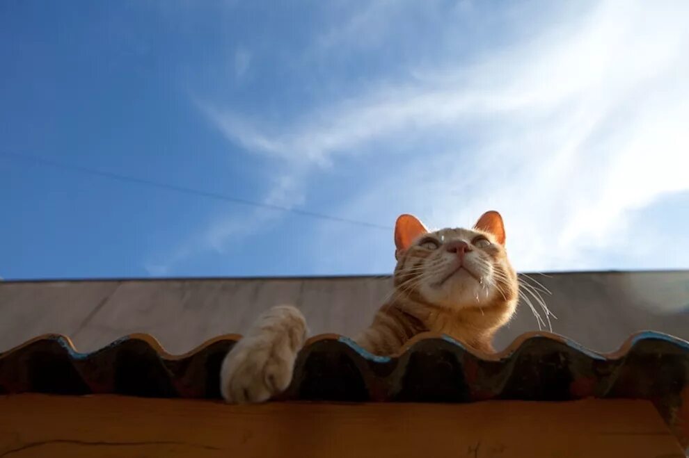 Спустившись с кровли кот сказал. Кошка. Кот на крыше. Кот гуляет по крыше. Рыжий кот на крыше.