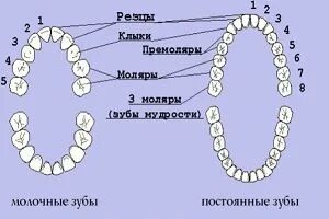 Зуб восьмерка это какой