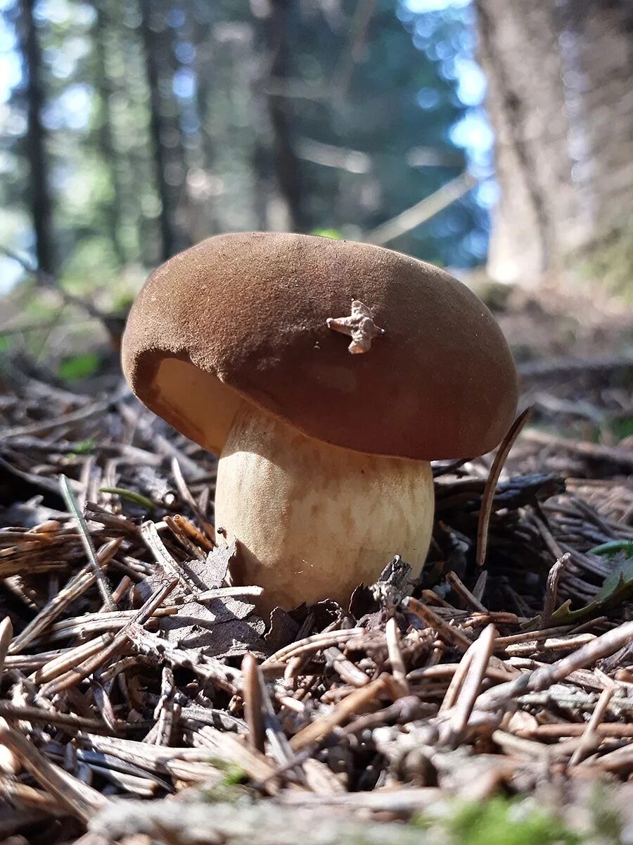 Ореховик. Ореховик. Боровик моховик. Моховик польский гриб. Ореховик.