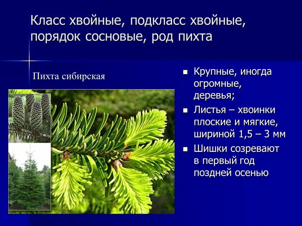 Пихта Сибирская Продолжительность жизни хвоинок. Шишки пихты Голосеменные. Пихта Сибирская расположение хвоинок. Пихта Сибирская хвоинки описание.