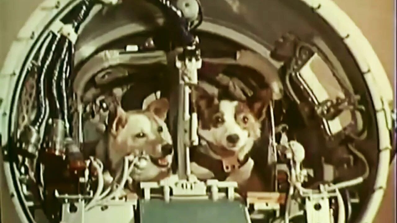 Полет в космос животного год. Белка и стрелка 1960. белка и стрелка космонавты. белка и стрелка полёт в космос 1958. 19 августа 1960 белка и стрелка.