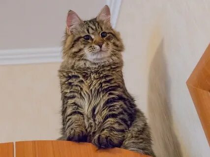 Котику 7 месяцев