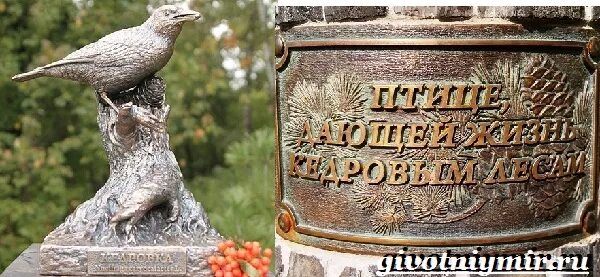 Кедровка птица памятник в томске. Игуменский парк томск. Памятник кедровке в томске. Памятник кедровке в томске фото. Птичка кедровка томск памятник.