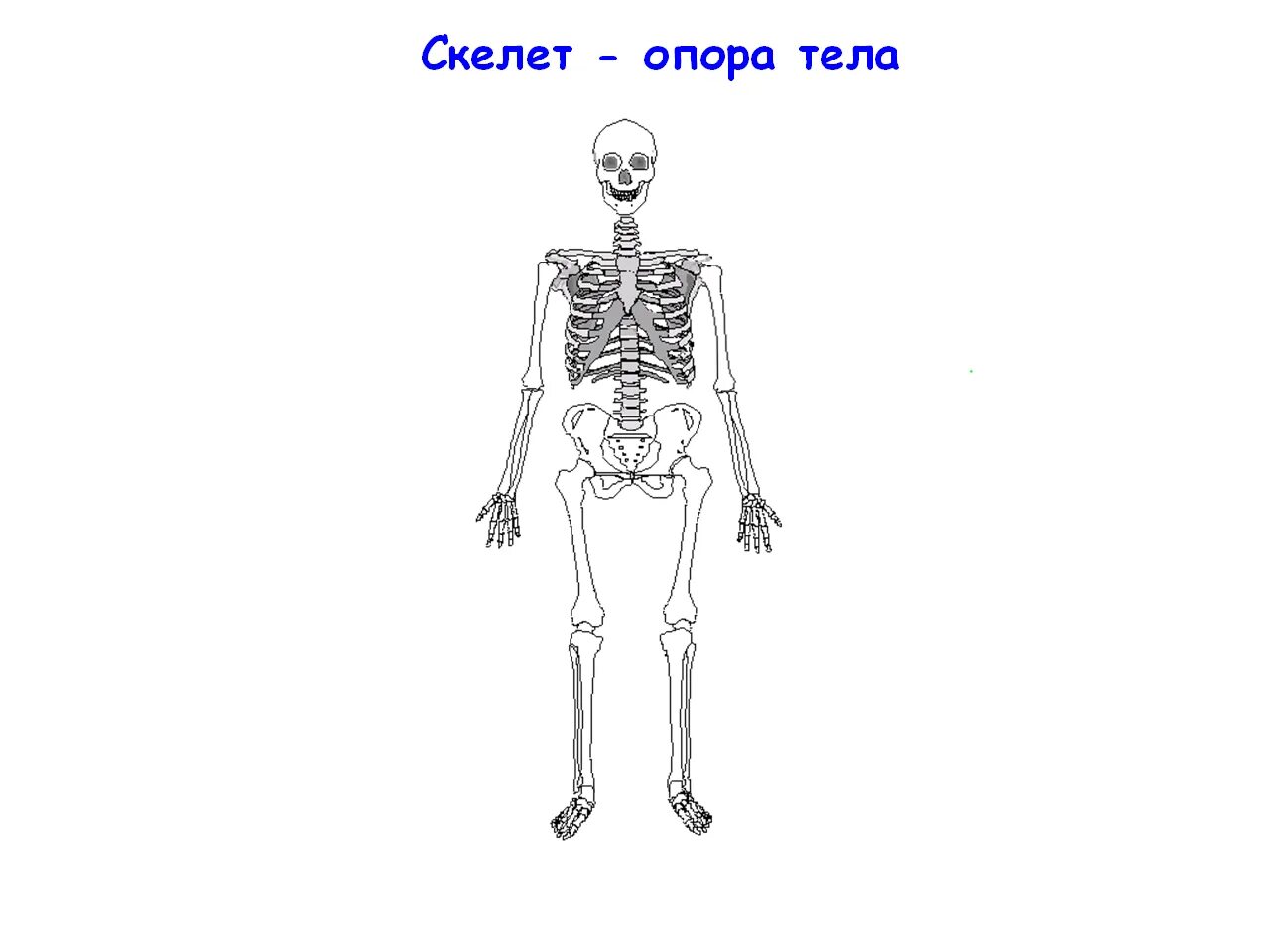 Кости скелета 3 класс. Кости скелета 4 класс. Задания скелет человека 2 класс. Скелет опора тела.