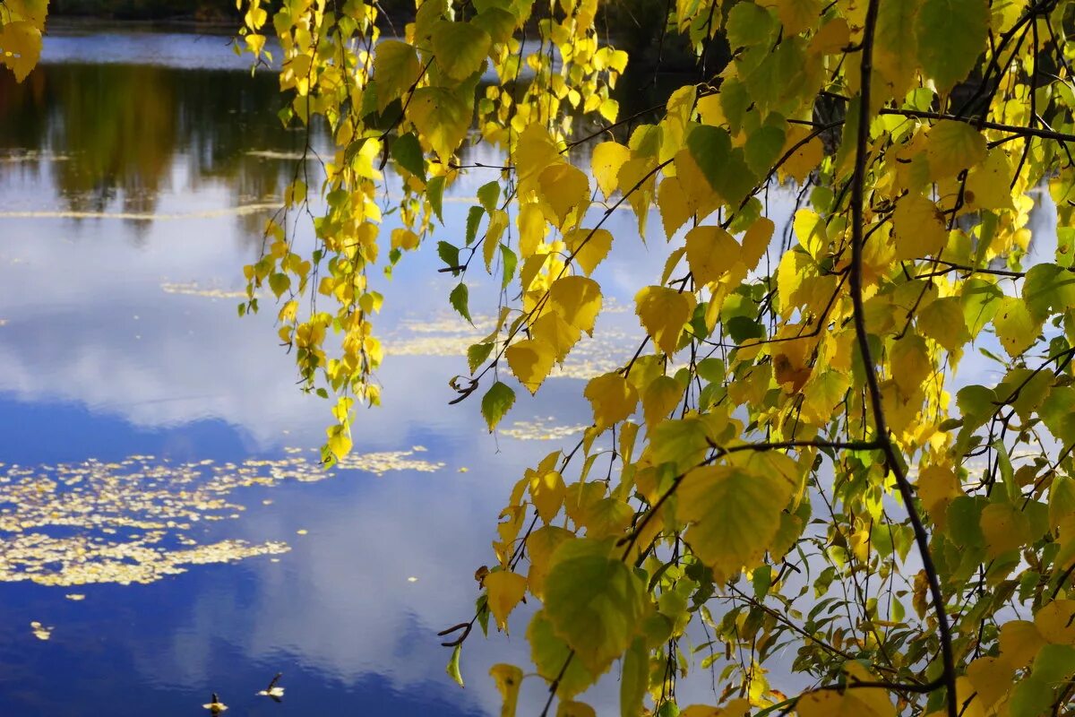Береза осенью. Березка над водой. Осенняя ветка над водой. Осень у воды и Берёзки.