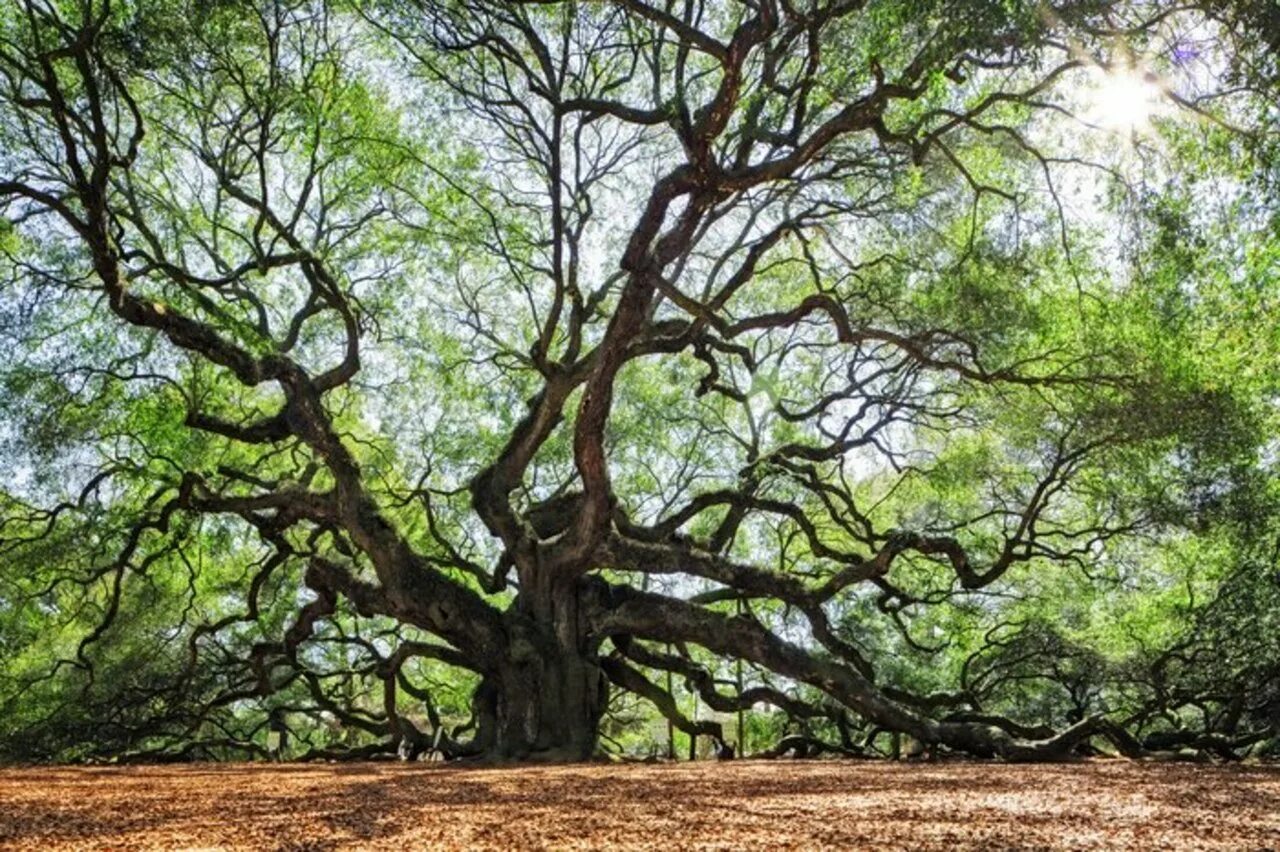 John tree