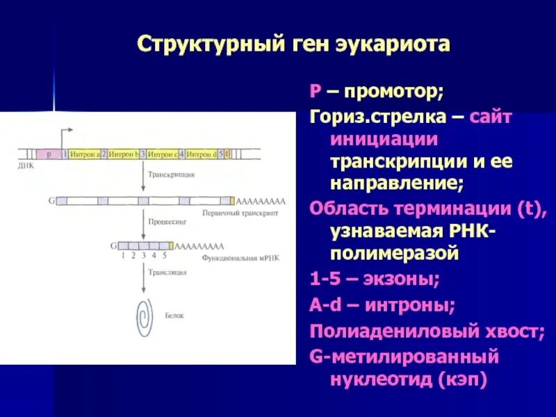 Участки структурного гена. Промотор Гена эукариот. Гены эукариотов промотор. Структурный ген. Структурный ген эукариот.