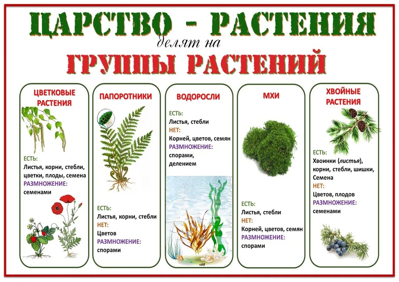 Какие бывают царства растений