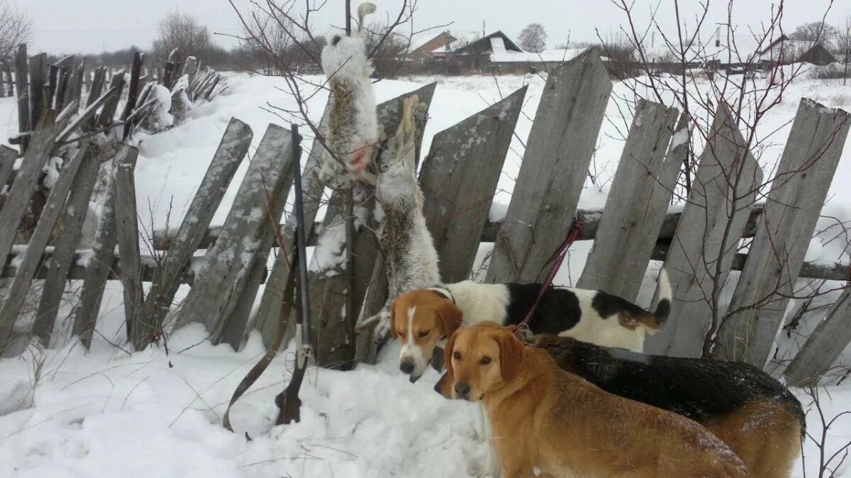 Гончую в брянской обл. Русская пегая нсо. продам русскую гончую в белоруссии. купить охотничью собаку в белоруссии.