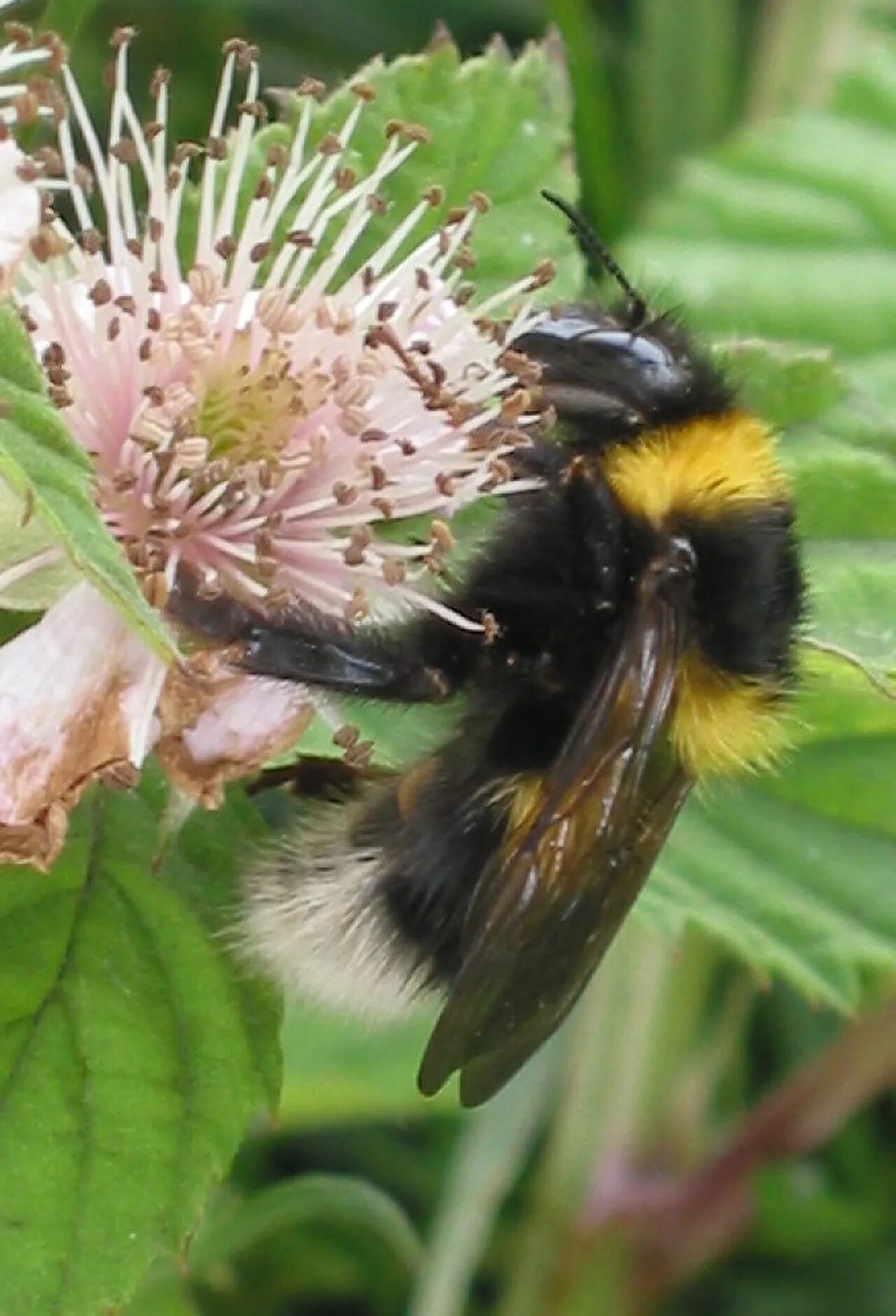 Как называется шмель. Шмель bombus. bombus hortorum. bombus arisi. bombus rupestris.