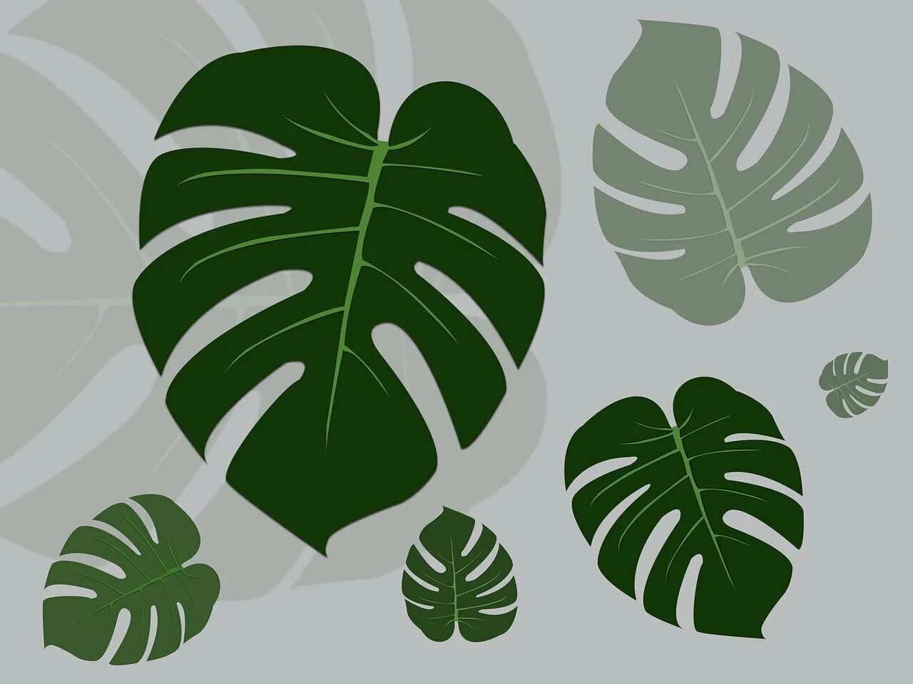 Монстера край листа. Monstera Leaf контур. Монстера Адансона Monstera adansonii листья. Монстера Африка. Монстера Ливин Грин.