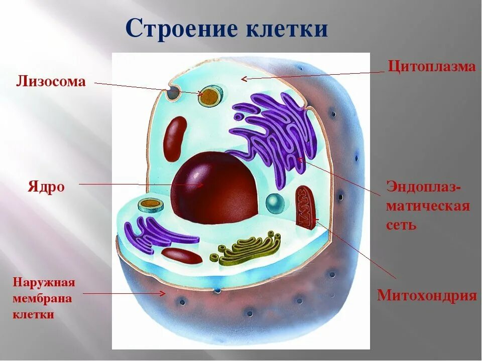 Живая клетка 5 класс биология