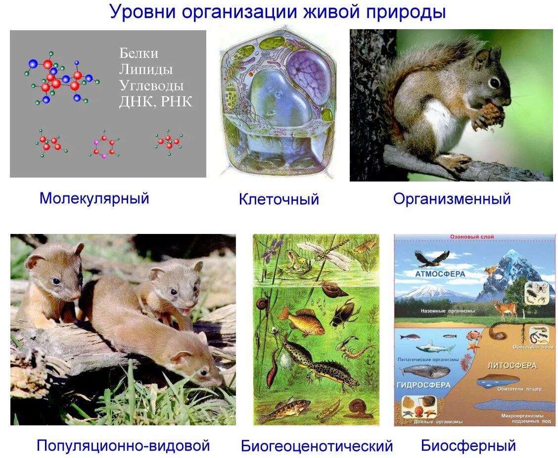 Организменный уровень организации живой материи. Уровни организации живой материи организменный уровень. Клеточный уровень организации живых организмов это. Организменный уровень организации живого. Уровень организмов живой природы