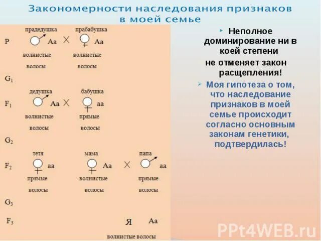 Закономерности наследования признаков. Наследование признаков моей семьи. Закономерности наследования признаков у человека. Закономерности наследования признаков в моей семье.