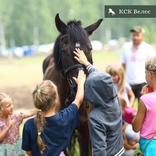 Кск новосибирск. Конный клуб Велес Новосибирск. КСК Велес Янино. Конный клуб Велес СПБ. Конюшня в Новосибирске Велес.