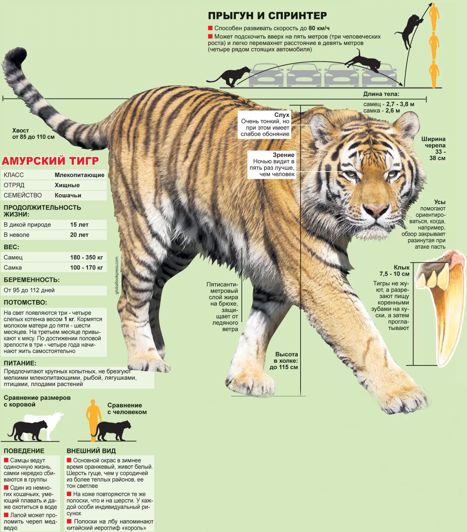 Какая длина тигра. Параметры Амурского тигра. Внешнее строение Амурского тигра. Вес длина тела Амурского тигра. Амурский тигр строение.