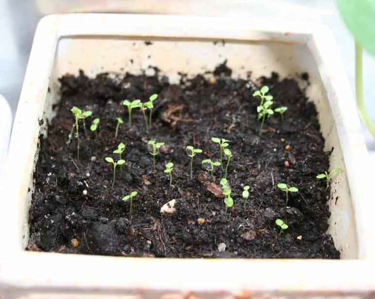 Ростки клубники из семян. Как всходит земляника. Как всходит земляника. Как всходит земляника. Клубника взошла рядами.