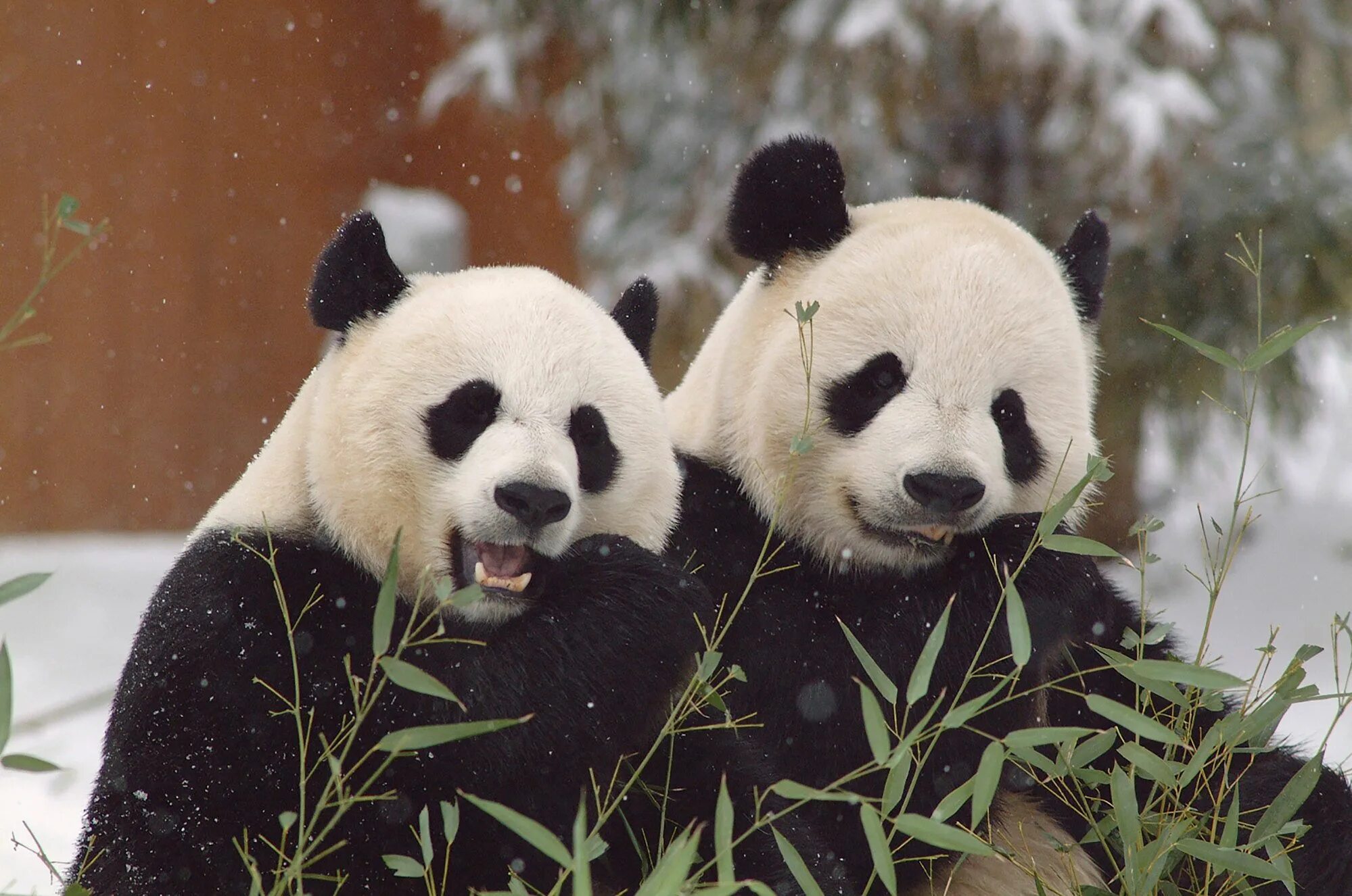 Pandas df