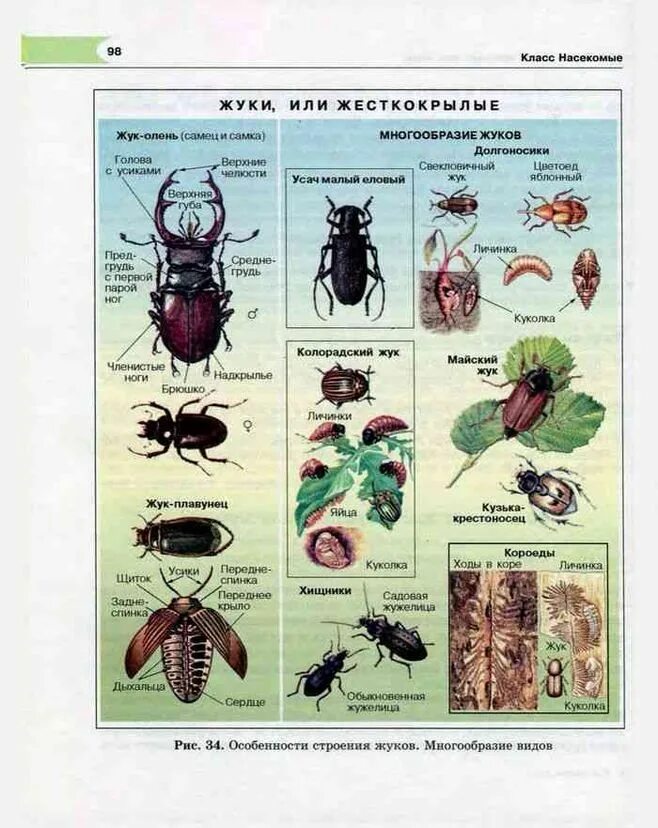 Класс насекомые многообразие. Классификация Жуков жесткокрылых. Атлас определитель насекомых Жуков. Строение жука оленя биология. Жесткокрылые жуки.
