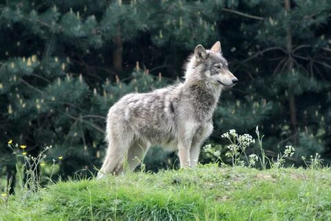 Волк великобритания 2023