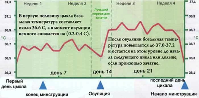 Как понять день овуляции. Как определить цикл овуляции. Какопределитт овуляцию. Первый день овуляции. Признаки что наступила овуляция