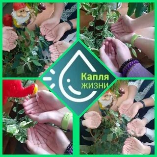 Как провести акцию капля жизни