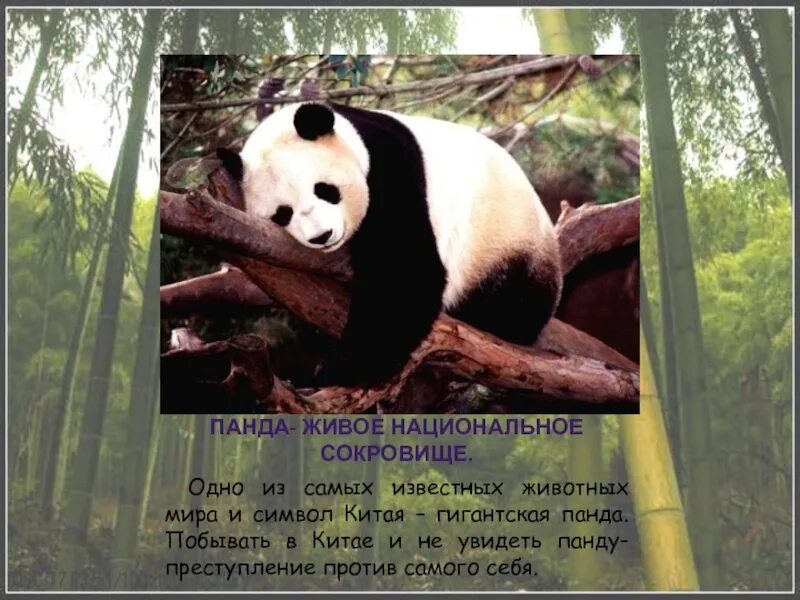 Большая панда катюша. Панда символ Китая. Символ Китая Панда бамбуковый медведь. Панда - национальное сокровище Китая. Большая Панда в Китае.